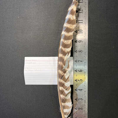Assorted Feathers