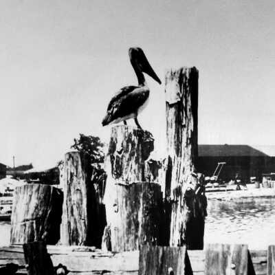 FEC Railroad Pelican