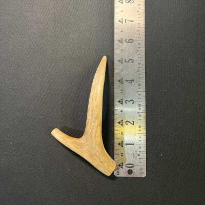 Partial Deer Antler