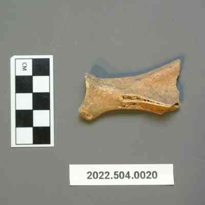 Deer Scapula