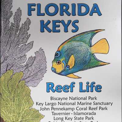 Florida Keys Reef Life