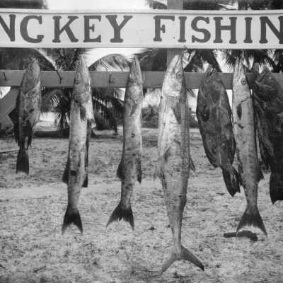 W. A. Bitman's Catch