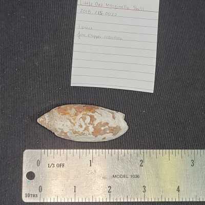 Little Oat Marginella Shell