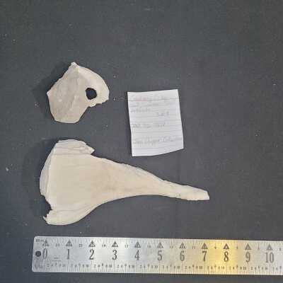 Crawl Key Collected by Gail Swanson Shell Artifacts