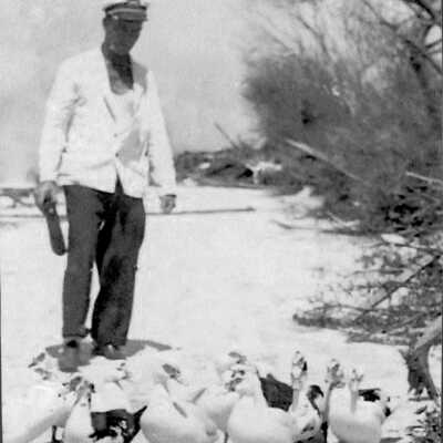 Surviving Ducks