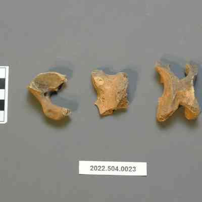 Mammalian Vertebrae Fragments