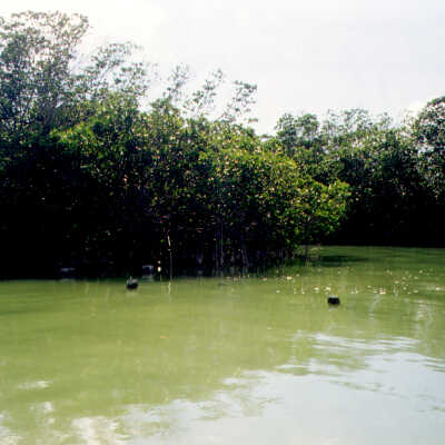 Blackwater Sound Pilings from RR