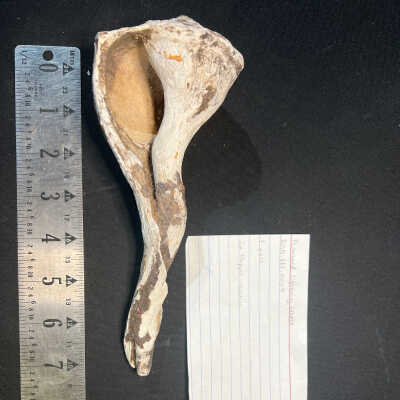 Perforated Light Whelk