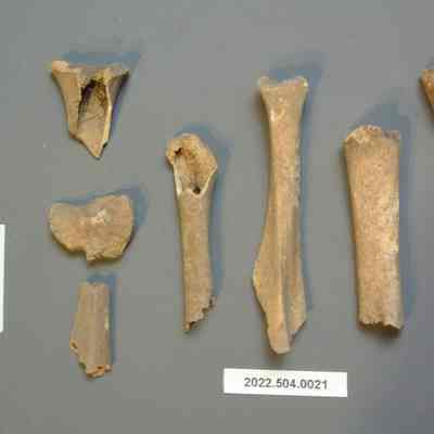 Mammalian Long Bones