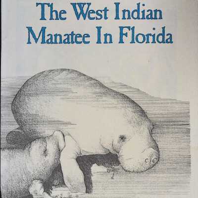The West Indian Manatee In Florida
