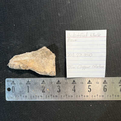 Unidentified Whelk Piece