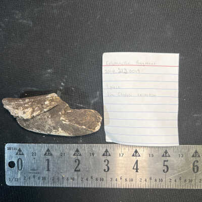 Columnella Fragment