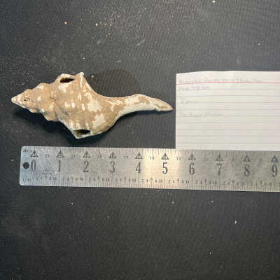 Perforated Florida Horse Conch tools