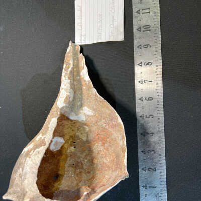 Large Left Handed Whelk
