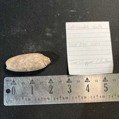 Left-Handed Shells