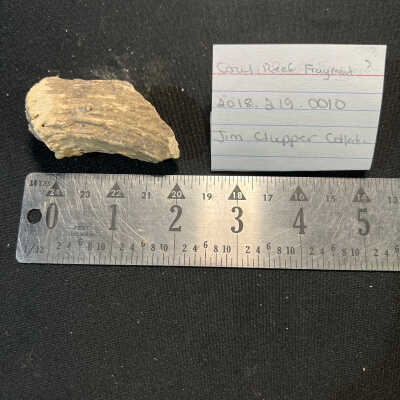 Coral Reef Fragment