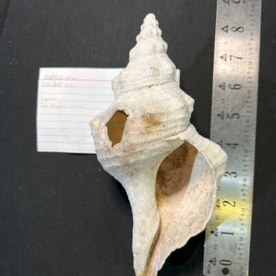 Modified Whelk