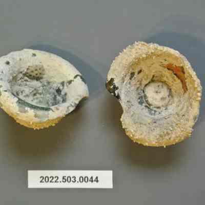 Glass Shard with Aquatic Growth