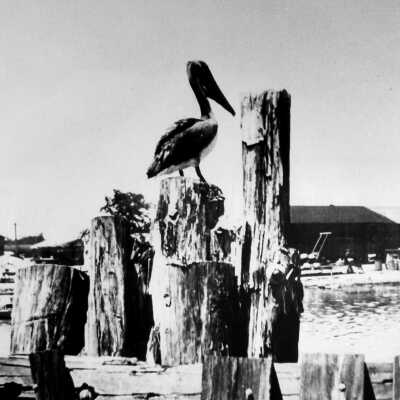 Pelican Resting