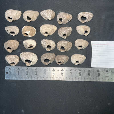 Perforated Bivalve Shells