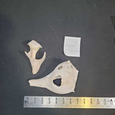 Unknown Site Collected by Gail Swanson