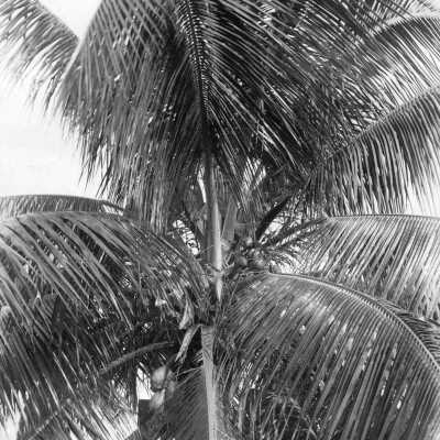 Cocoa Tree