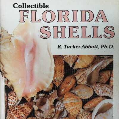 Collectible Florida Shells