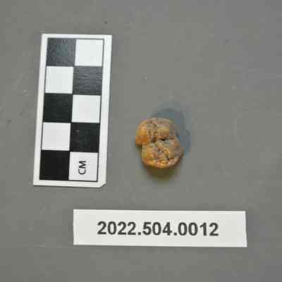 Deer Molar