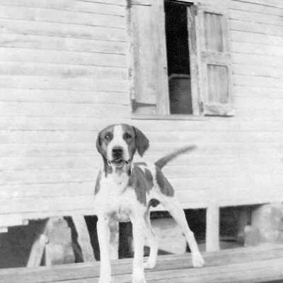 Family Pet