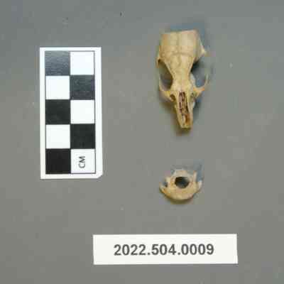 Rat Cranium and Vertebra