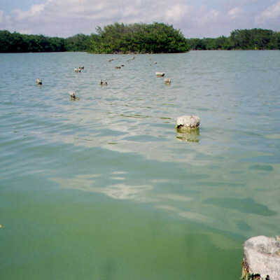 Blackwater Sound Pilings from RR 3