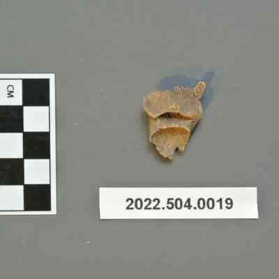 Partial mammal vertebra