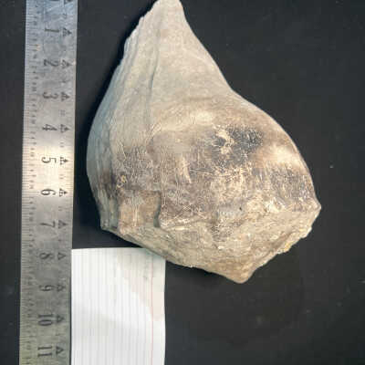 Large Whelk