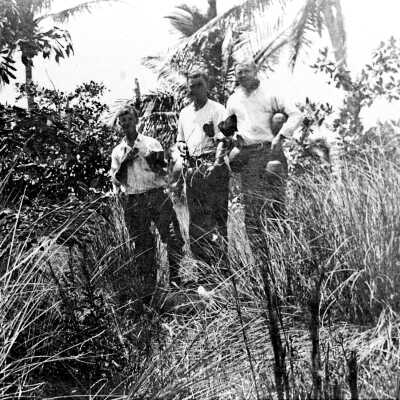 Gathering Coconuts