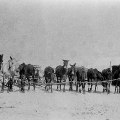 A Team of Mules