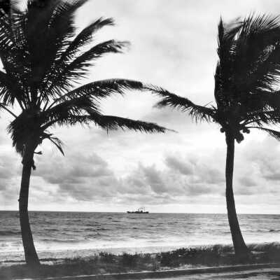 On the Shore in the Florida Keys