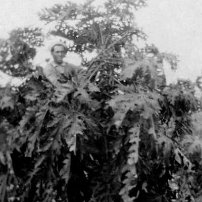 Hiding in the Papayas