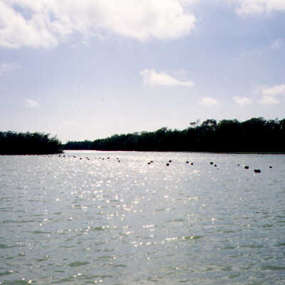 Blackwater Sound Pilings from RR 4
