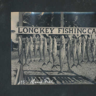 Kingfish