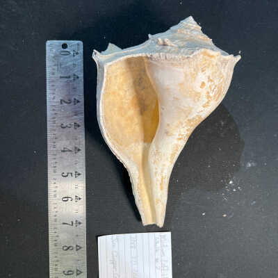Medium Left-Handed Whelk #2