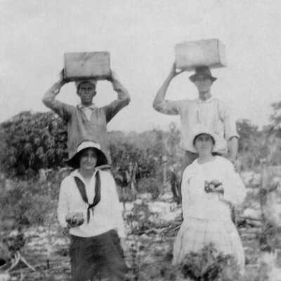 Picking Tomatoes