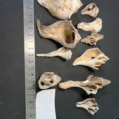 Assorted Shells