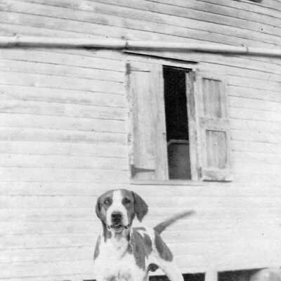 Albury family pet