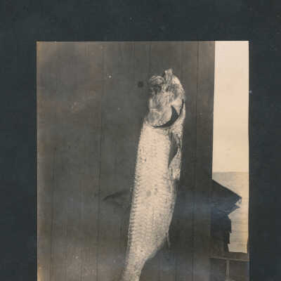 Small Tarpon