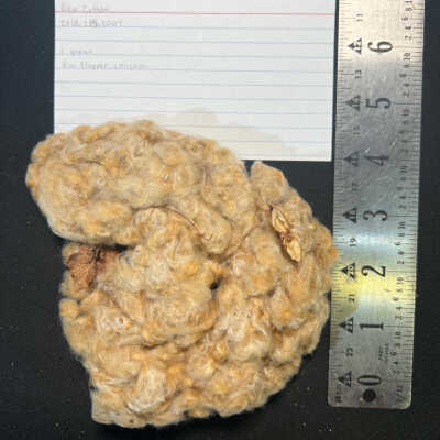 Raw Cotton