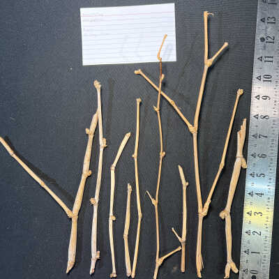 Bamboo (?) Twigs