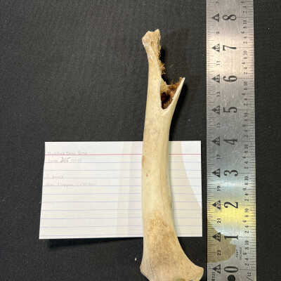 Modified Deer Bone