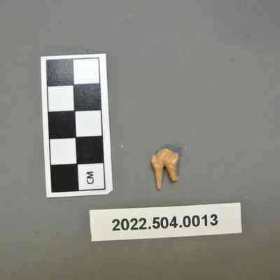 Raccoon Tooth