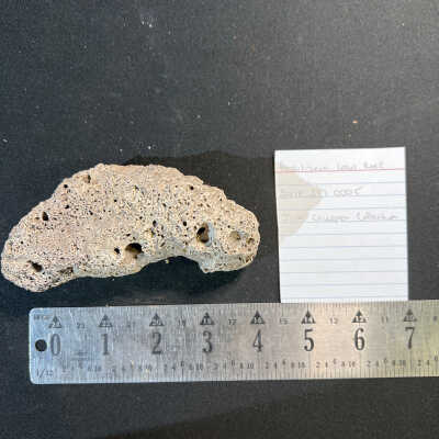 Fossilized Coral Reef
