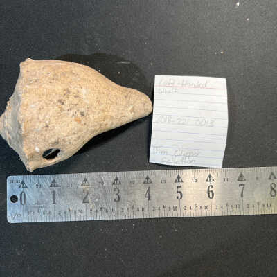 Left-Handed Whelk